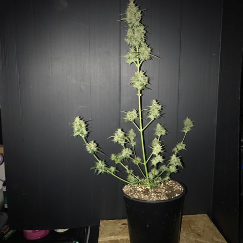 Purple Haze #4 growlog timeline photo