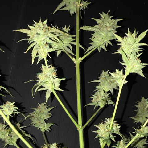 Purple Haze #4 growlog timeline photo
