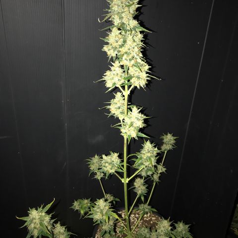 Purple Haze #4 growlog timeline photo