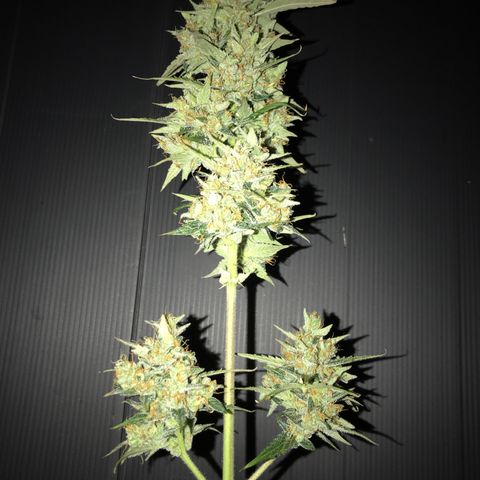 Purple Haze #4 growlog timeline photo