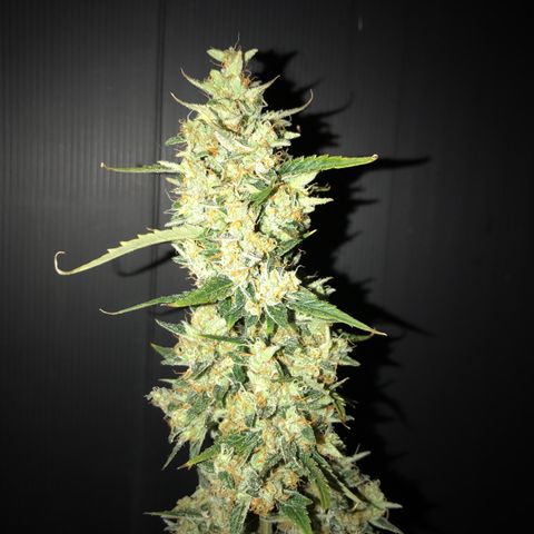 Purple Haze #4 growlog timeline photo