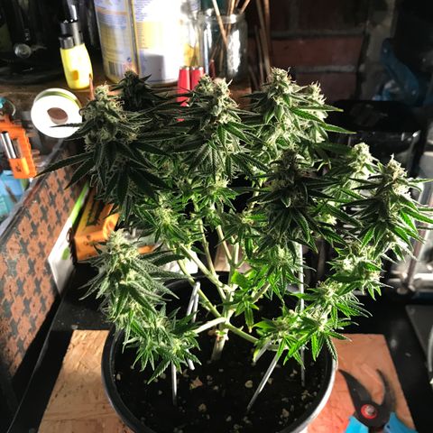 Black Orchid  #3 growlog timeline photo