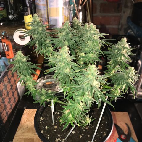 Black Orchid  #3 growlog timeline photo