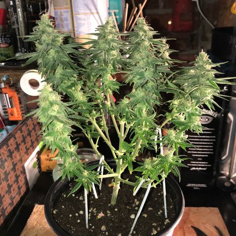 Black Orchid  #3 growlog timeline photo