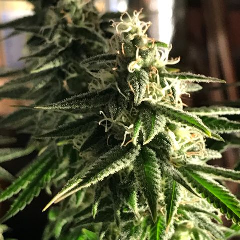 Black Orchid  #3 growlog timeline photo