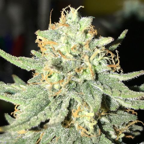 Royal Biscotti  #2 growlog timeline photo