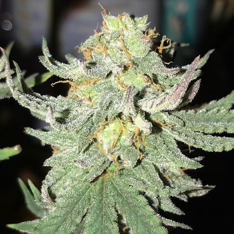 Royal Biscotti  #2 growlog timeline photo