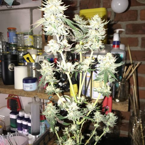Royal Biscotti  #2 growlog timeline photo