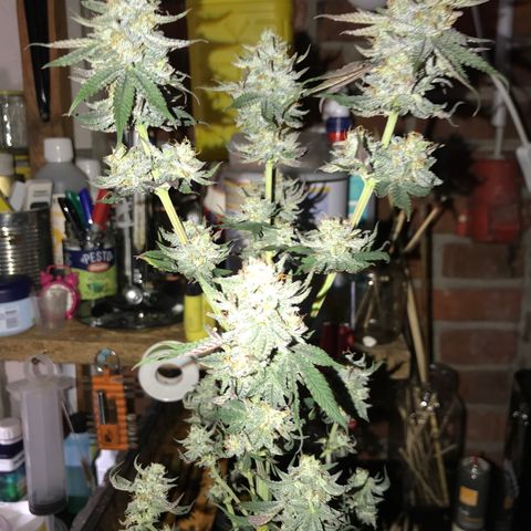 Royal Biscotti  #2 growlog timeline photo