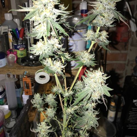 Royal Biscotti  #2 growlog timeline photo