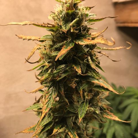 Purple Haze #1 growlog timeline photo