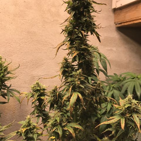 Purple Haze #1 growlog timeline photo