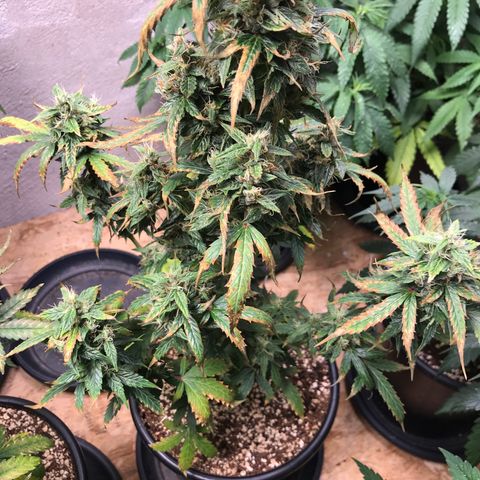 Purple Haze #1 growlog timeline photo