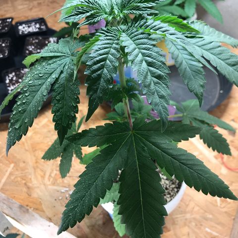 White Runtz  #2 growlog timeline photo