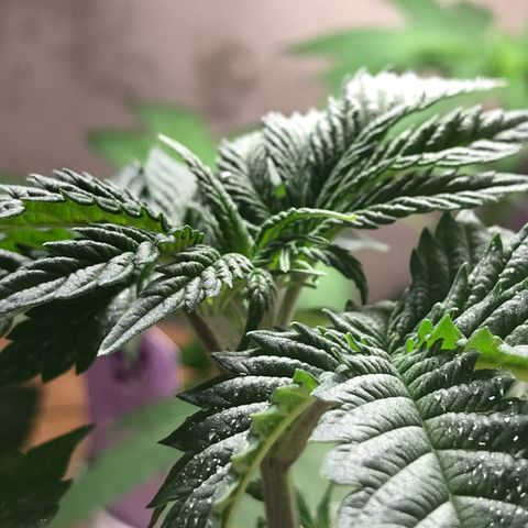 White Runtz  #2 growlog timeline photo