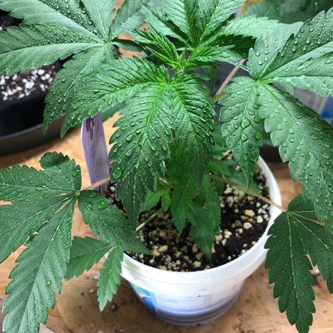 White Runtz  #4 growlog timeline photo