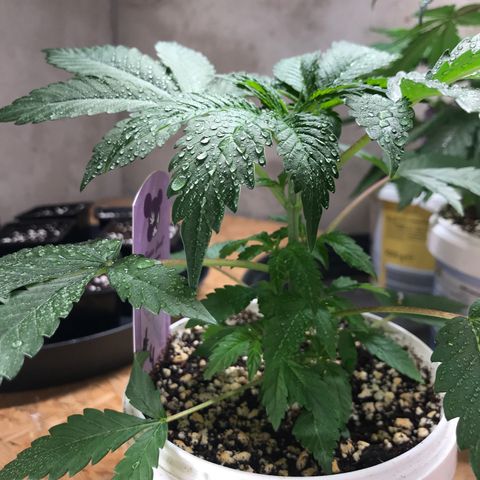 White Runtz  #4 growlog timeline photo