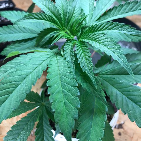 White Runtz  #3 growlog timeline photo