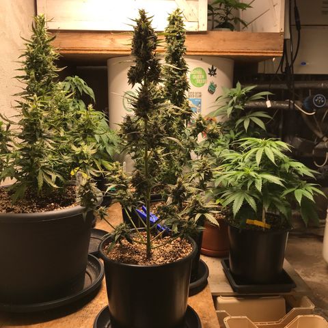 Special Queen #1 growlog timeline photo