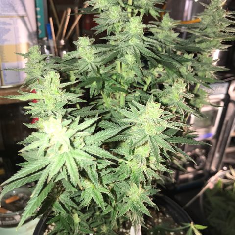 Do- Si- Dos #3 growlog timeline photo