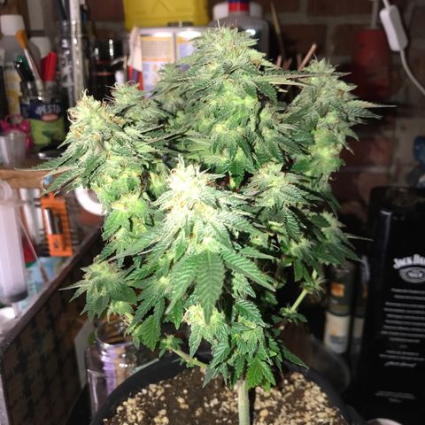Royal Apple Fritter #2 growlog timeline photo