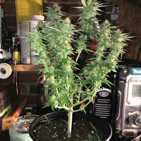 Sweet Lemon Ak #1 growlog timeline photo