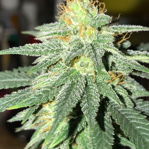 Royal Gushers #1 growlog timeline photo