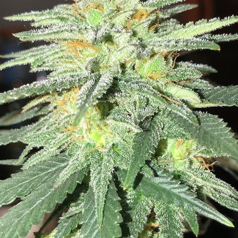 Royal Gushers #1 growlog timeline photo