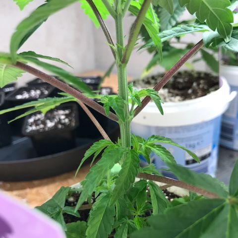 White Runtz  #3 growlog timeline photo