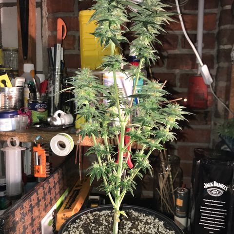 Royal Gushers #1 growlog timeline photo