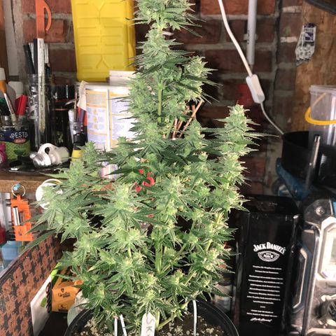 Do- Si- Dos #3 growlog timeline photo