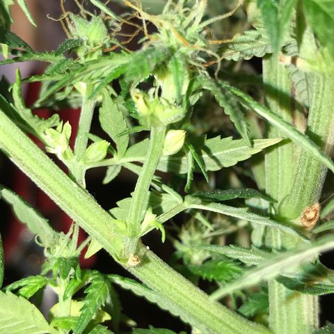 Sweet Lemon Ak #1 growlog timeline photo
