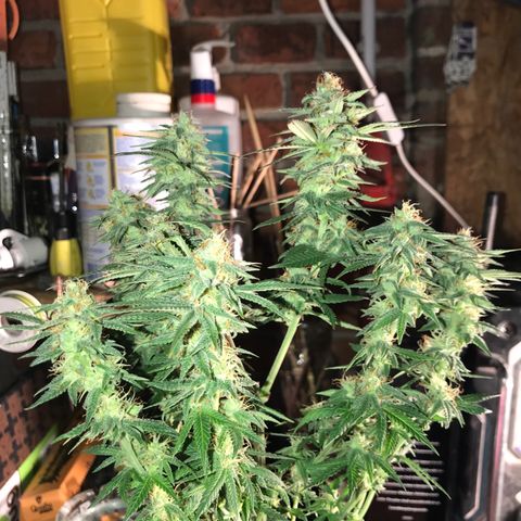Sweet Lemon Ak #1 growlog timeline photo