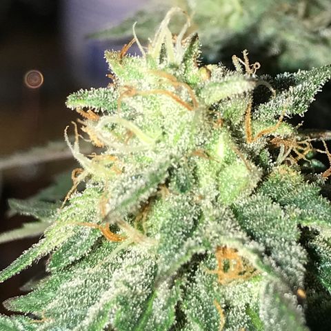Royal Apple Fritter #2 growlog timeline photo