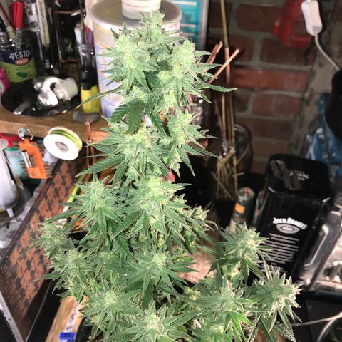Do- Si- Dos #3 growlog timeline photo
