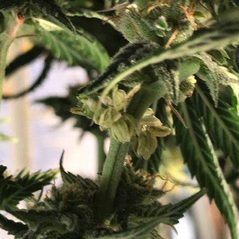 Do- Si- Dos #3 growlog timeline photo