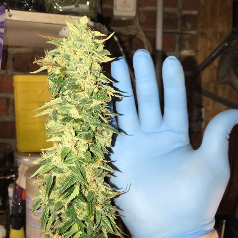 Purple Haze #1 growlog timeline photo