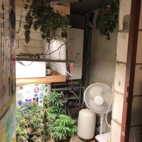 Special Queen #1 growlog timeline photo