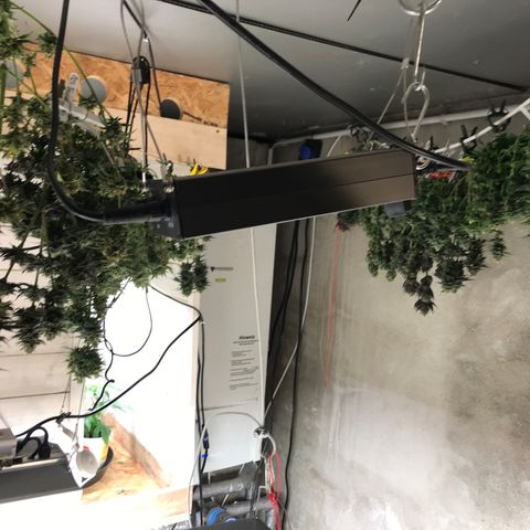 Special Queen #1 growlog timeline photo