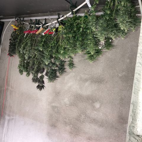 Special Queen #1 growlog timeline photo