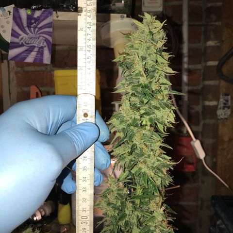Purple Haze #1 growlog timeline photo