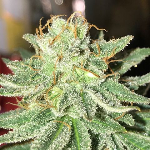 Sweet Lemon Ak #3 growlog timeline photo