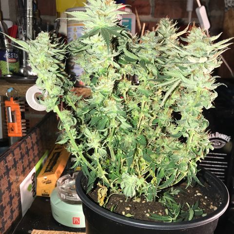 Sweet Lemon Ak #3 growlog timeline photo