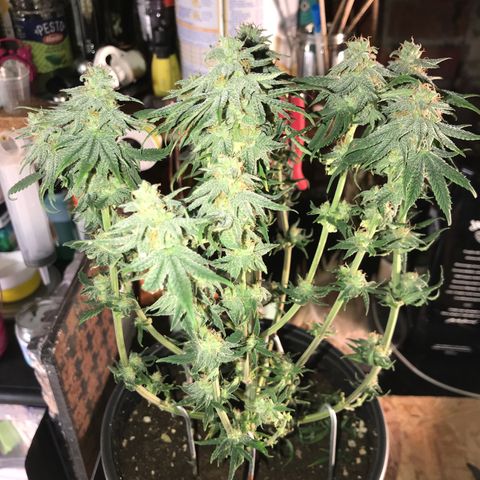 Do- Si- Dos #3 growlog timeline photo