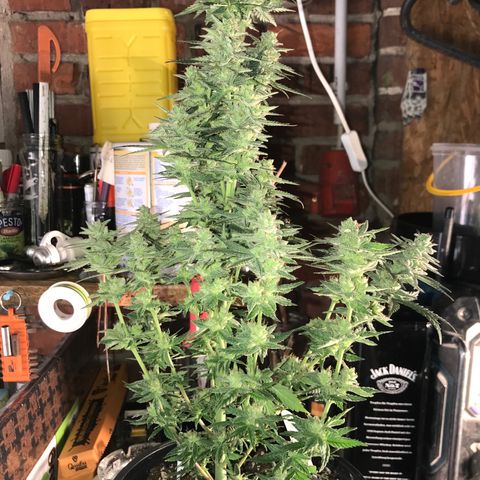 Do- Si- Dos #3 growlog timeline photo