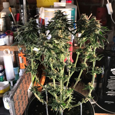 Do- Si- Dos #3 growlog timeline photo