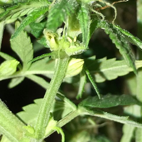 Sweet Lemon Ak #1 growlog timeline photo