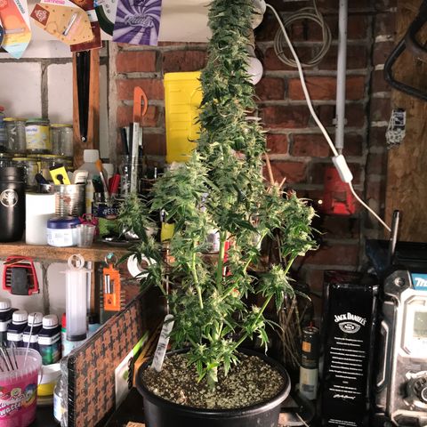 Purple Haze #1 growlog timeline photo