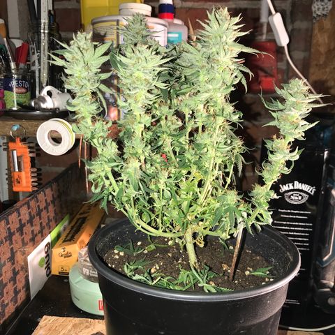 Sweet Lemon Ak #3 growlog timeline photo