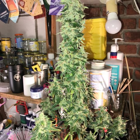 Purple Haze #1 growlog timeline photo